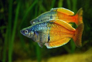 Boeseman’s Rainbowfish