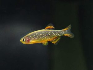 Celestial Pearl Danio