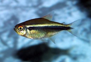 Diamond Neon Tetra Fish