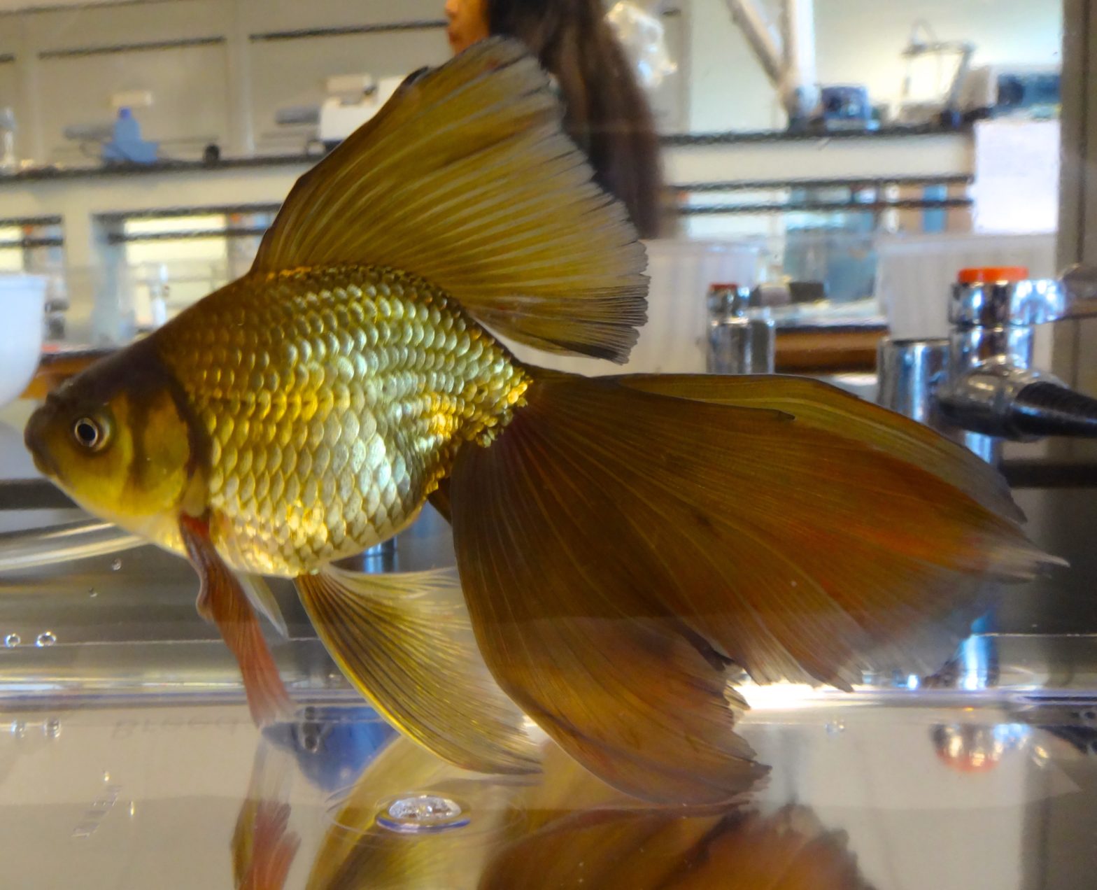 Viel Fish 4 Classifications with Types of Betta Fish to Buy this 2024
