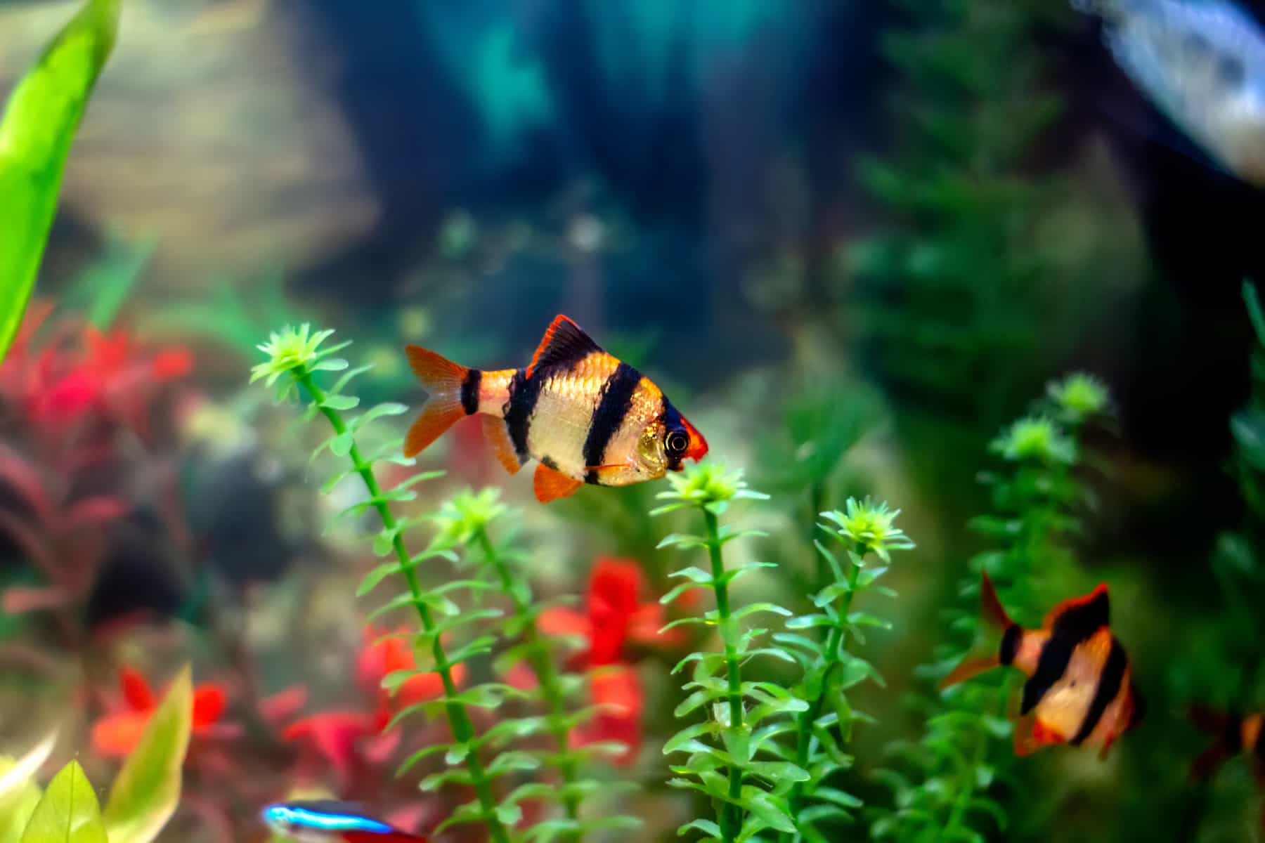 Tiger Barbs Care Guide