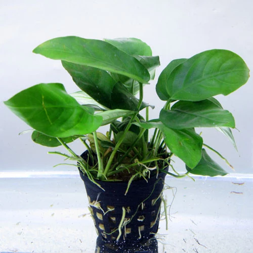 anubias nana - the easy to keep plant