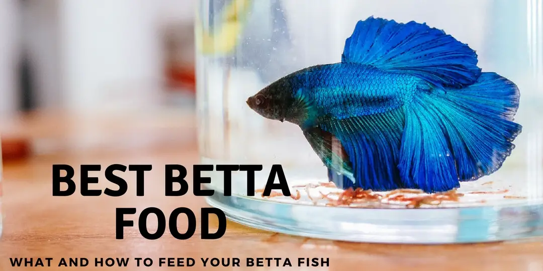 Best Betta Food