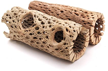 My Pet Patrol ‘Teddy Bear’ Cholla Wood
