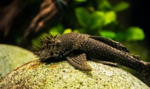 Bristlenose pleco