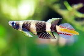 Clown Killifish