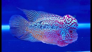 Flowerhorn Cichlid