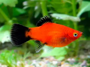 Red Wagtail Platy