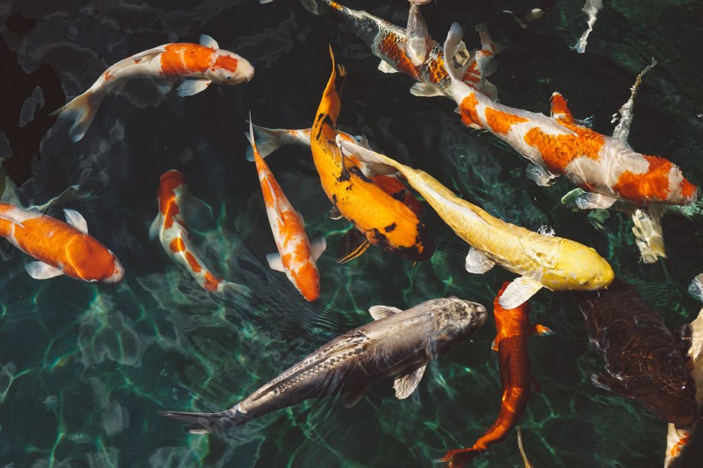 colony of fishes