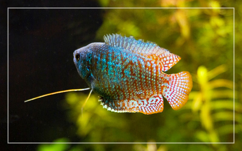 Dwarf Gourami Care Guide