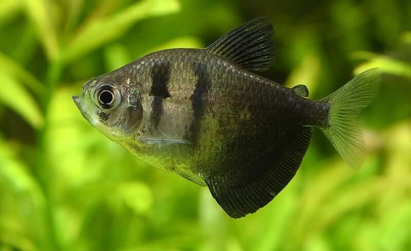 Black Skirt Tetra