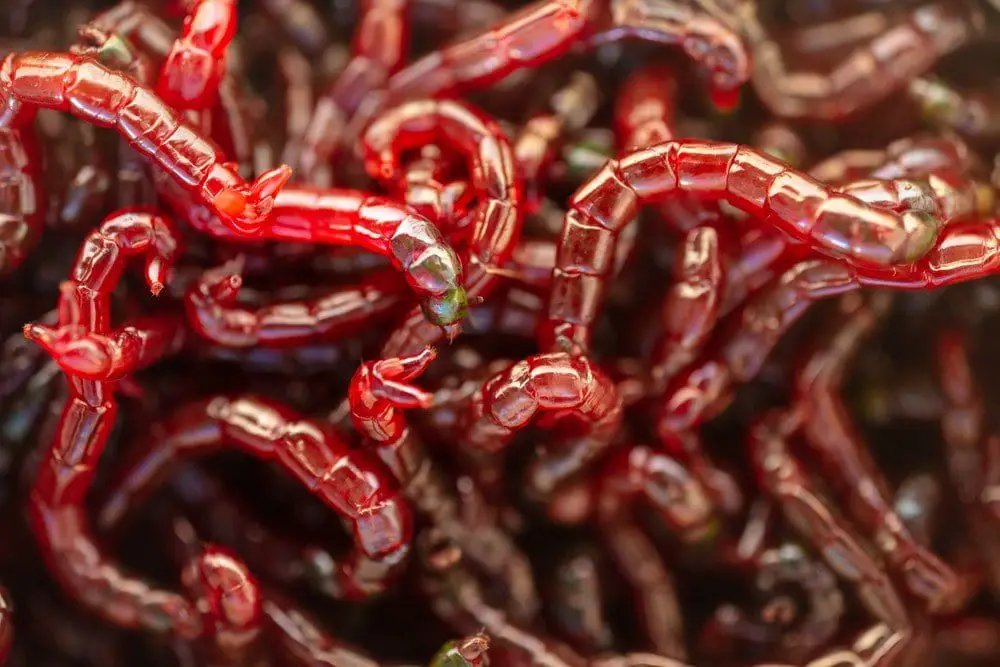 Red Bloodworms for Fish