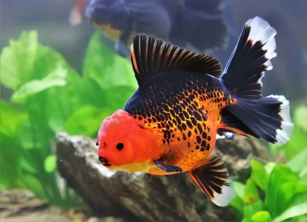 Goldfish turning black