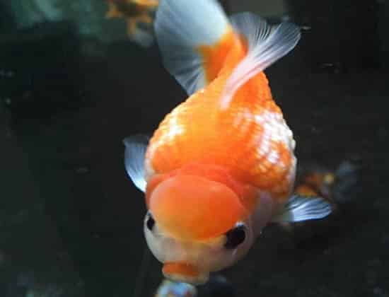 goldfish flukes
