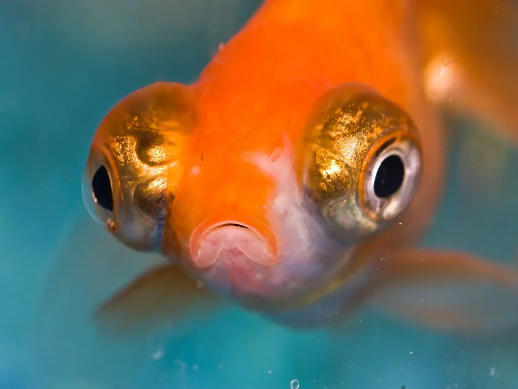 goldfish popeye