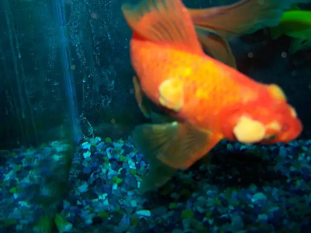 goldfish tumor
