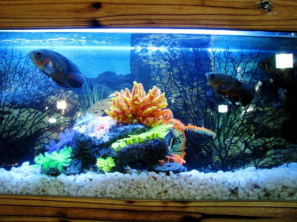 two fishes in the aquarium