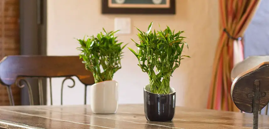 two lucky bamboo in cream and brown pots on the table