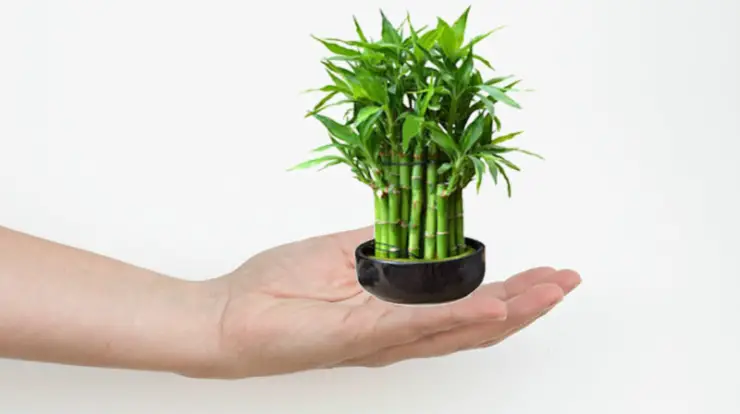 Lucky bamboo plant on hand