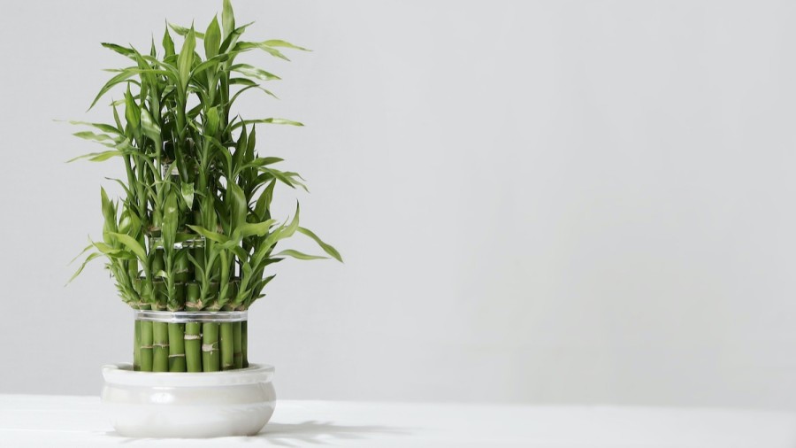 a bunch of lucky bamboo plant in a white pot