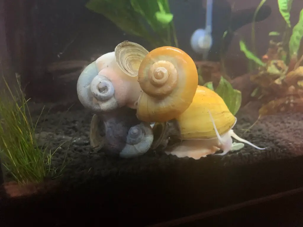breeding mystery snails