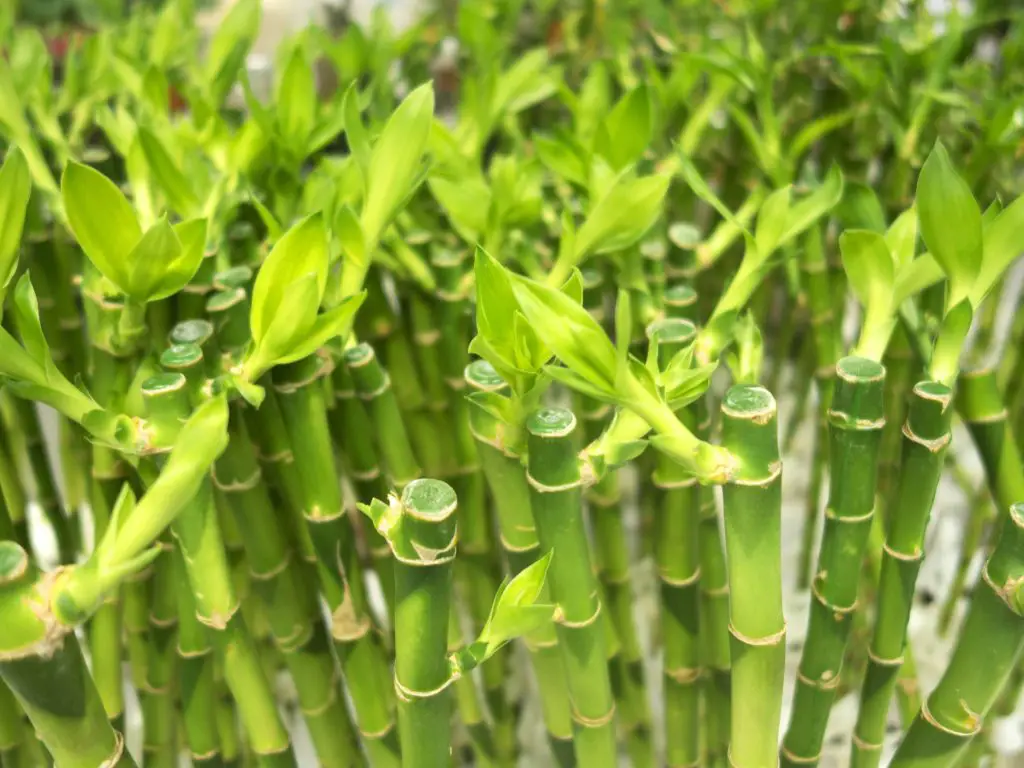 green lucky bamboo plant stalks