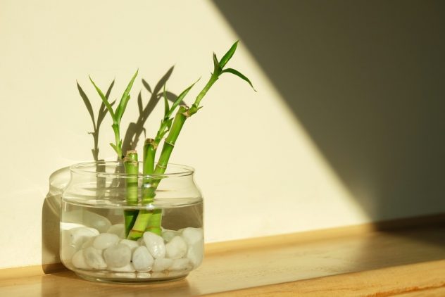 lucky bamboo plant soaked in water