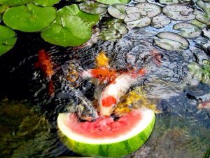 fishes eating fruit