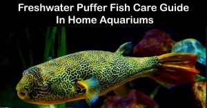 Freshwater Puffer fish care guide