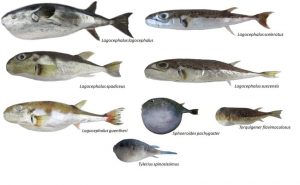 Pufferfish species