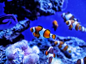 colorful fishes