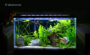 Best_Aquatic_Plants_for_Betta_Fish