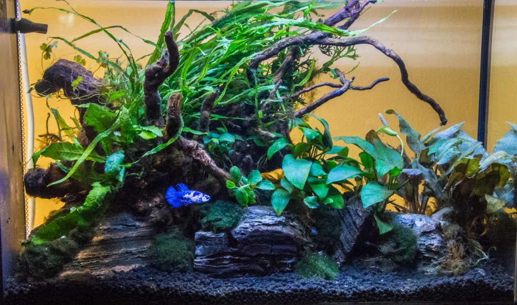 Aquarium Setup for Betta Fish: A Comprehensive Guide