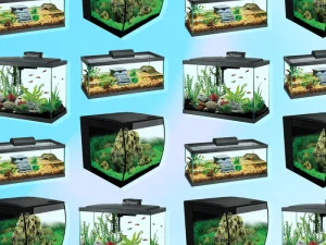 fishes on aquarium