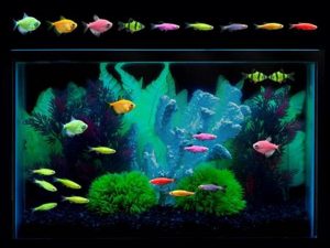 glofish-aquarium