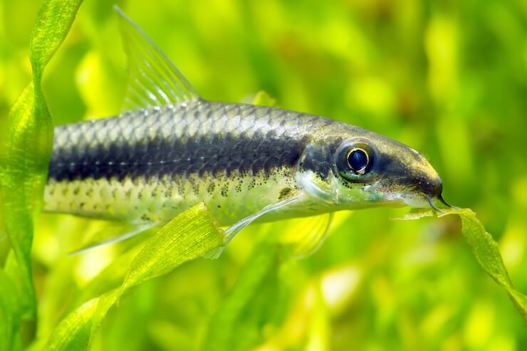 Siamese Algae Eater