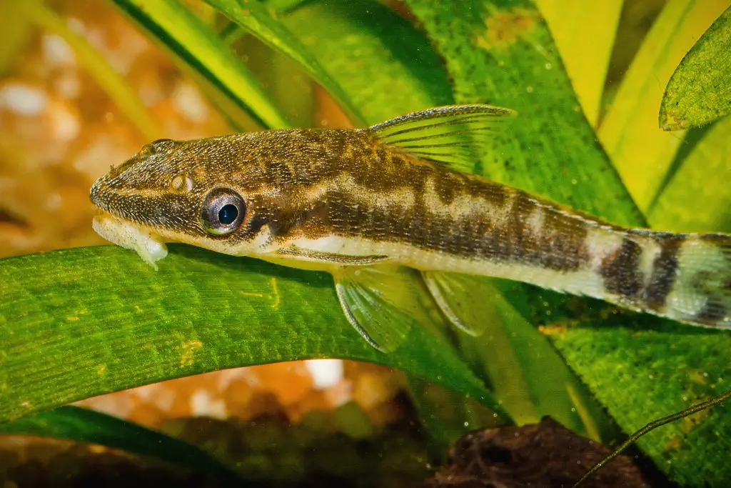 Dwarf Suckermouth Catfish
