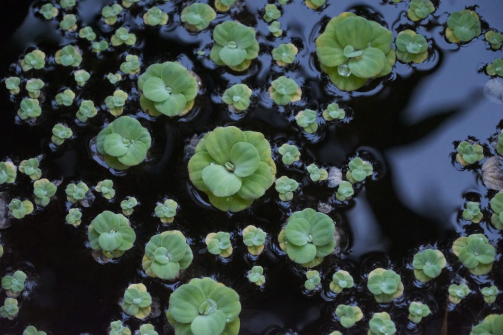 floating lillies aquarium plants
