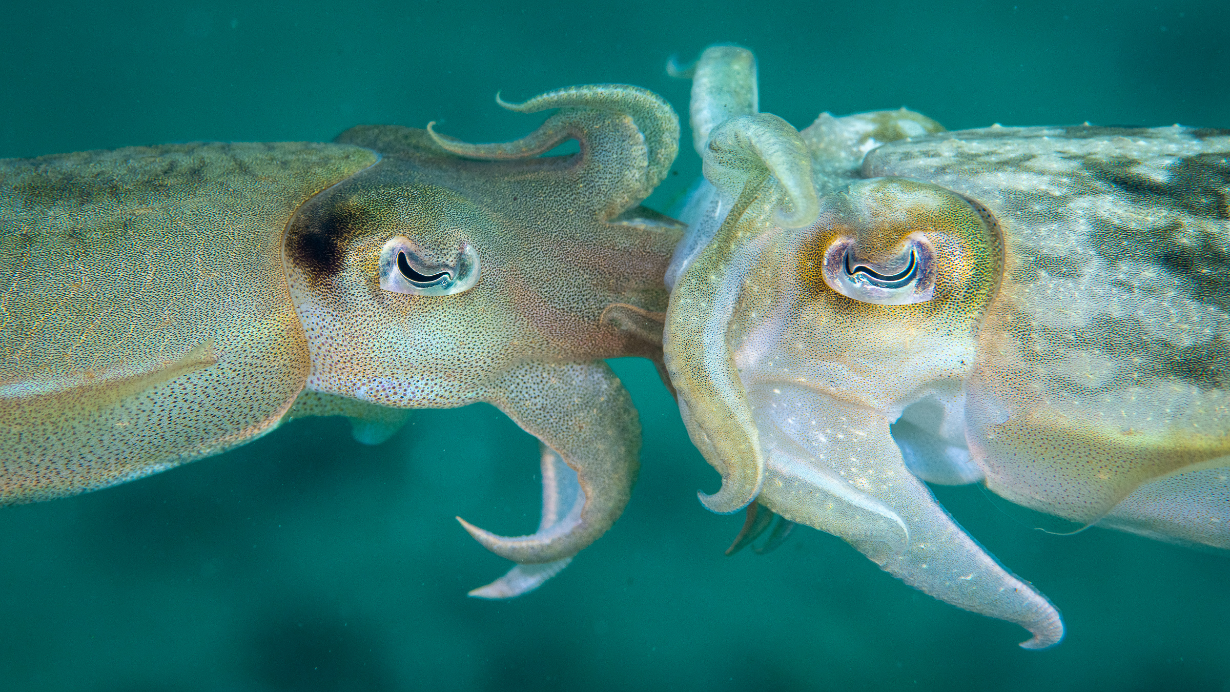 Squid having sexual maturity and international union in baltic seas 