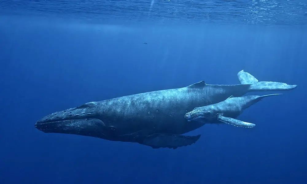 Whale that uses half of the brain when sleep needed 