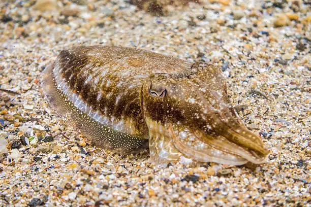 Cuttlefish live in north sea having more than two tentacles and ink sac 