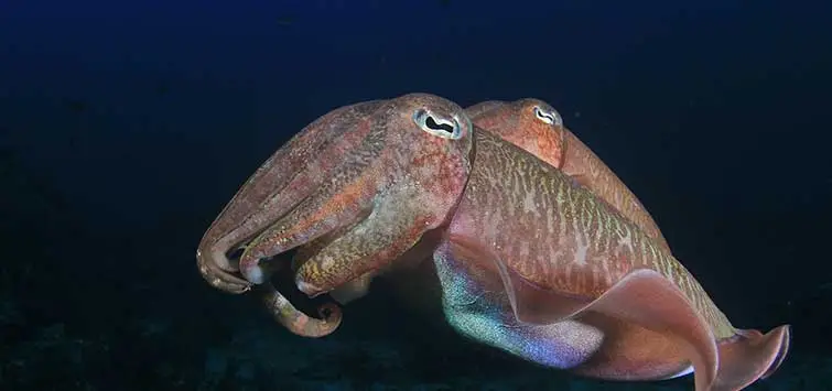 broadclub cuttlefish with reddish brown color pigmented skin cells found in total darkness 