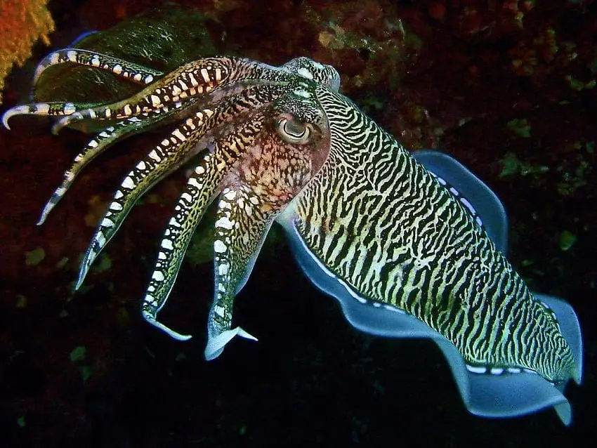 cuttlefish ink capable harming other cephalopods and land animals with eight arms 