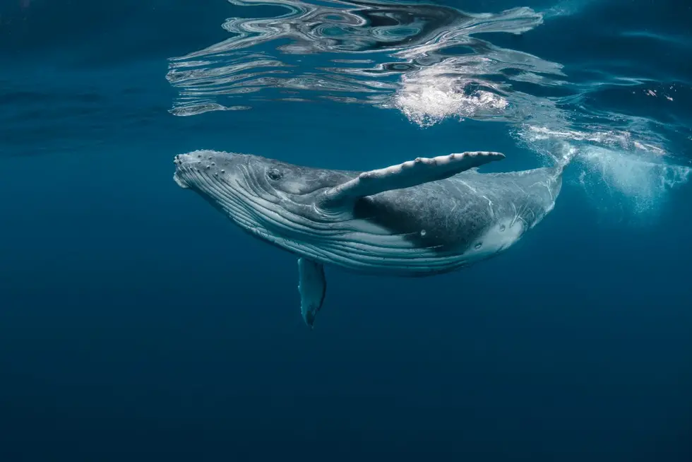 Whale that is swimming slowly