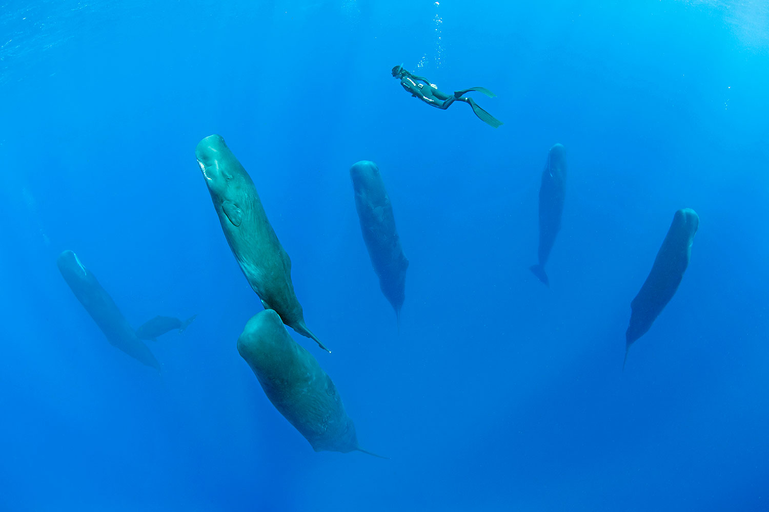 Whales found resting motionless and recorded sleeping