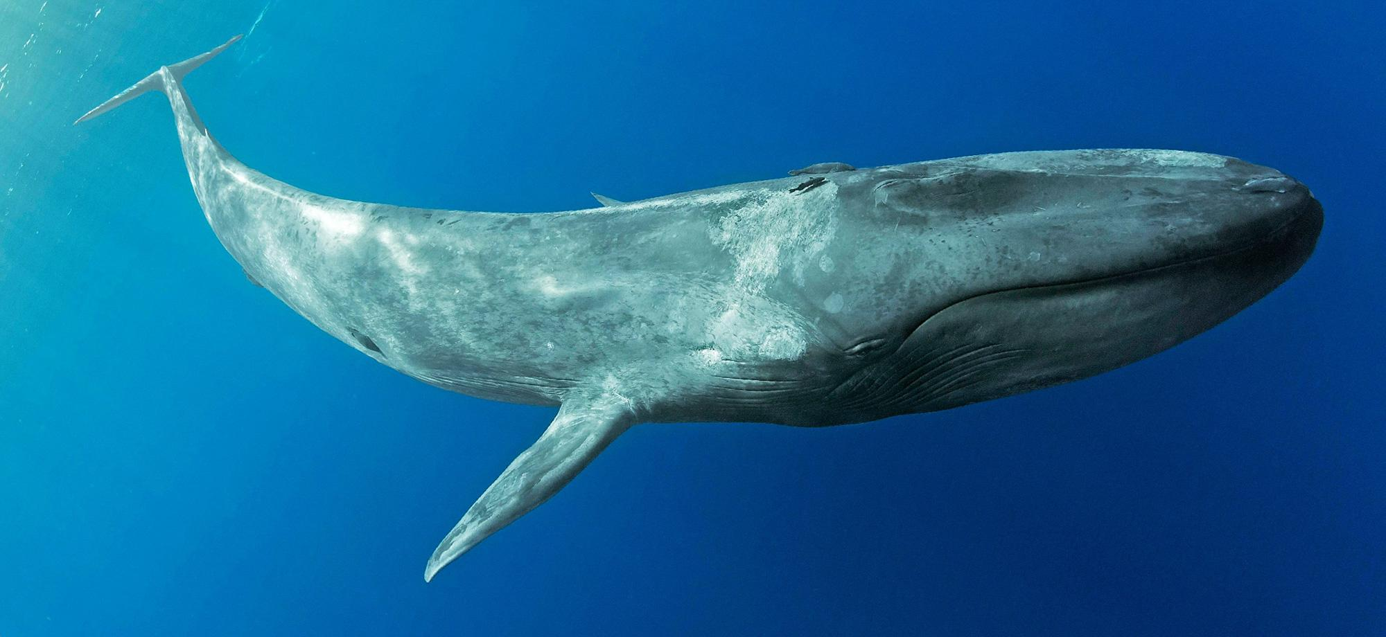 Whale that is unconscious breathers and has higher tolerance that can breath longer 