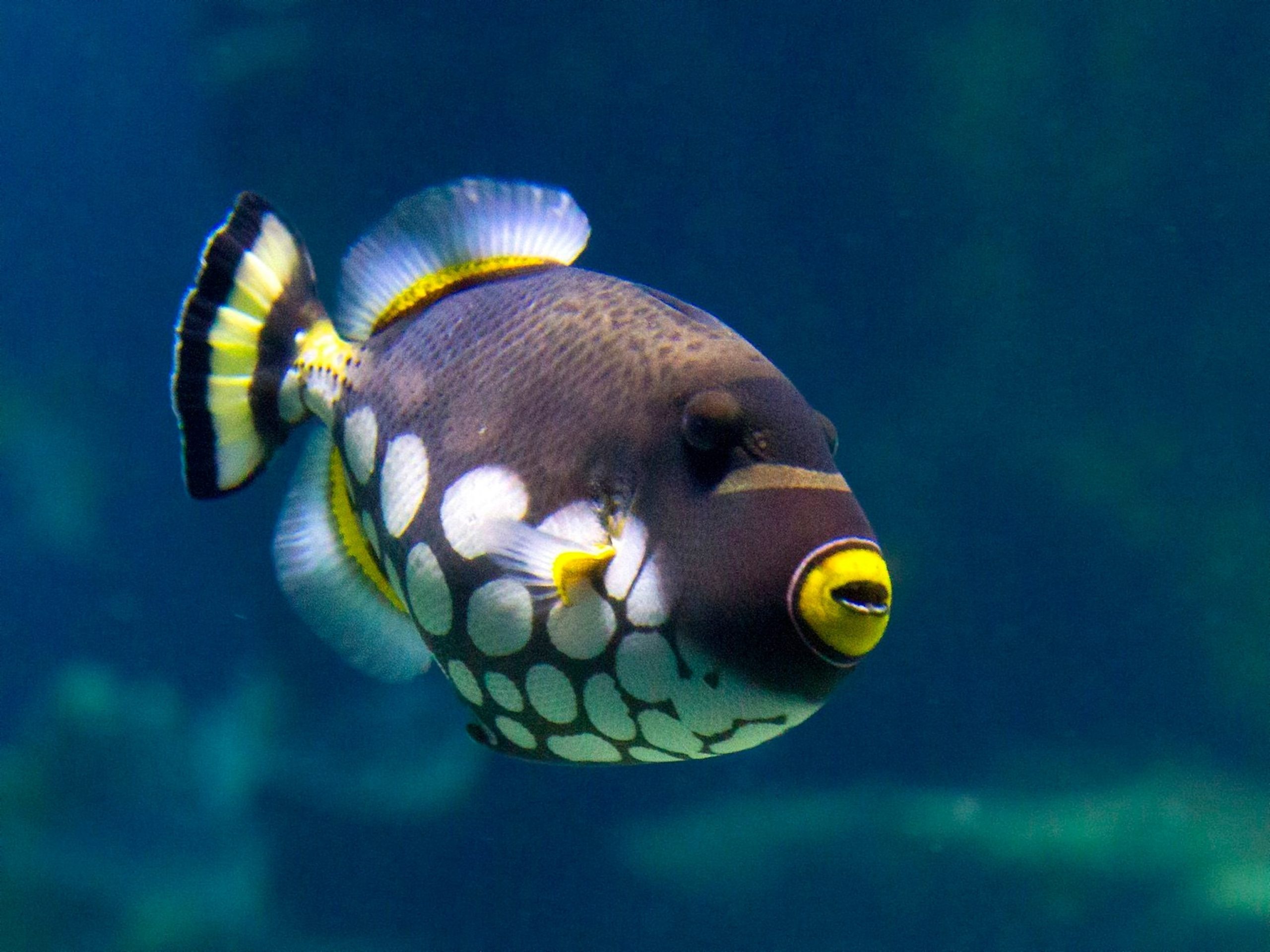 reef triggerfish