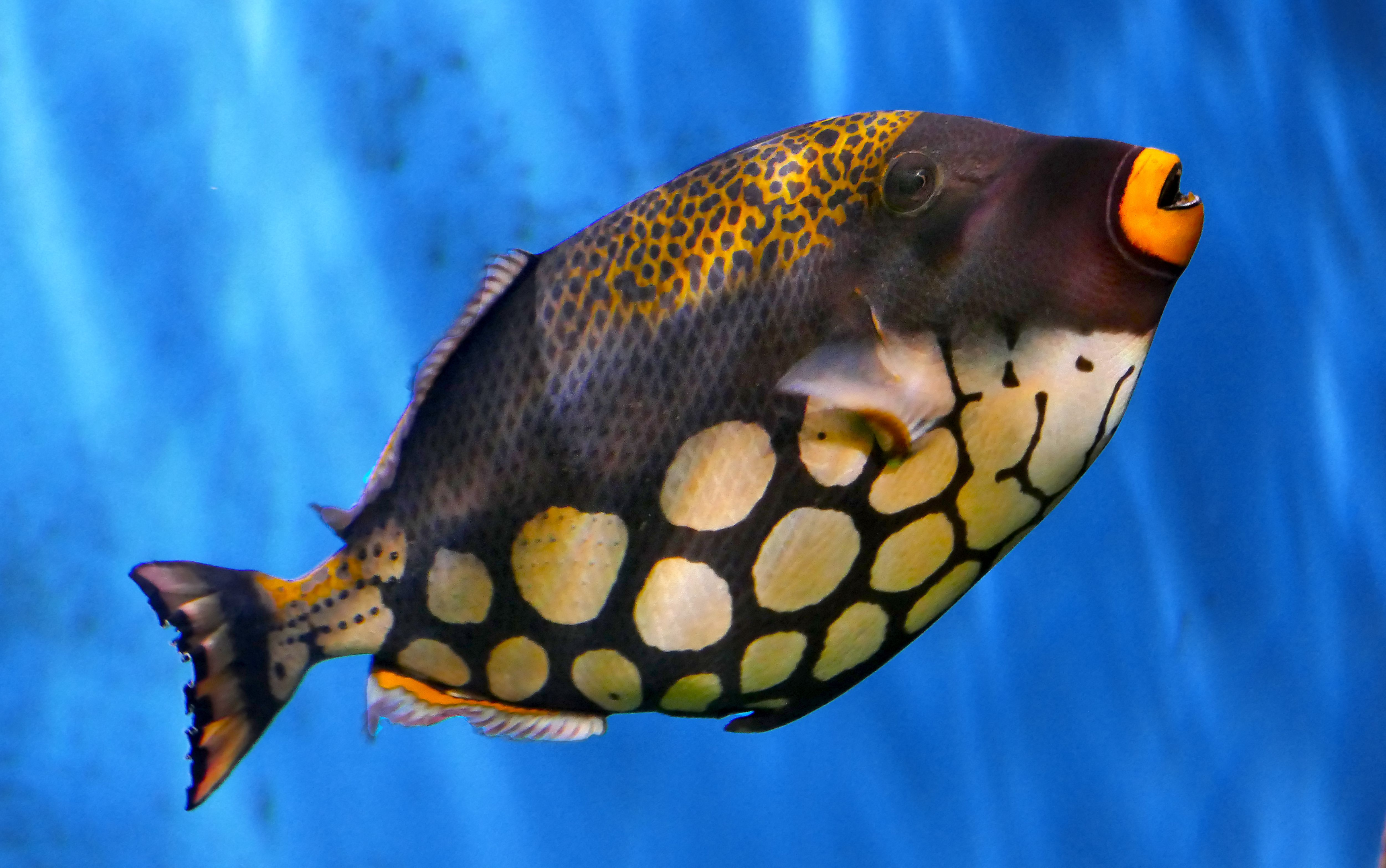 reef triggerfish stone triggerfish gray triggerfish