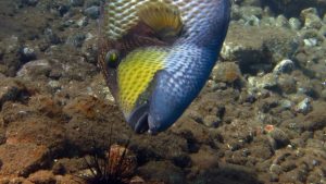Triggerfish-and-Sea-urchin