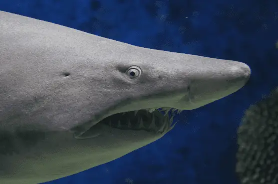hammerhead shark many sharks